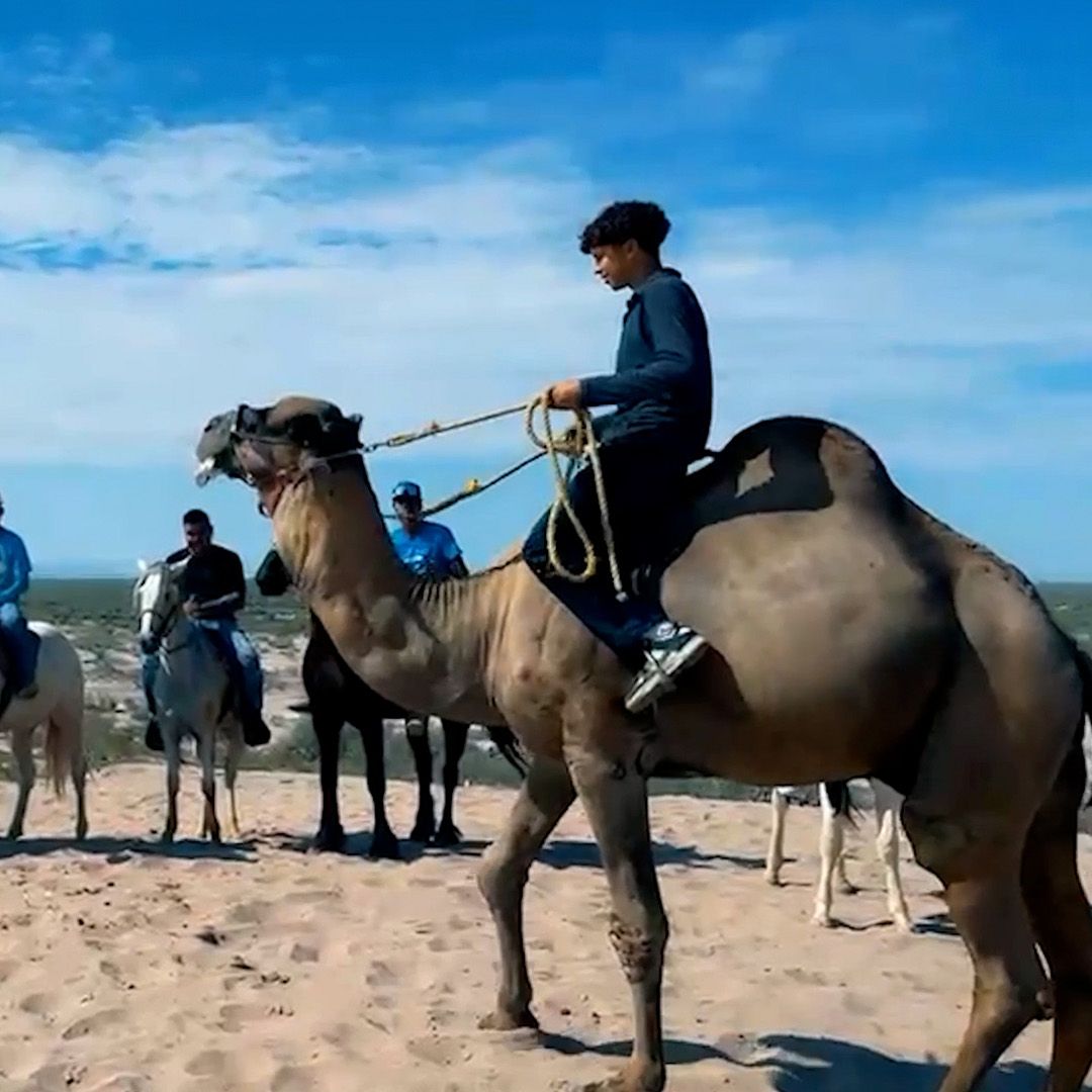 Pareja de Camellos Sorprende al Recorrer Dunas en Francisco I. Madero, Coahuila